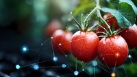Fresh ripe tomatoes with water drops on dark background, connected by glowing network lines and dots representing digital agriculture and smart farming technology.