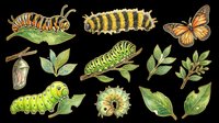 Caterpillar life cycle clipart set with butterfly, chrysalis, and leaves, isolated on transparent background. Great for t-shirt design, stickers, print on demand.
