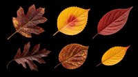 Six autumn leaves in red, orange, and yellow tones, isolated on transparent background. Ready for seasonal clipart, stickers, t-shirt design, and print on demand use.