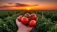 Fresh ripe tomatoes held in hand at sunset over agricultural field, organic farming harvest concept for healthy food and sustainable agriculture.
