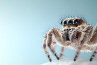 Extreme macro shot of jumping spider face with multiple blue eyes and detailed hair texture against light blue background, showcasing arachnid anatomy.