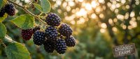 Fresh organic blackberries ripening on bush with green leaves in golden sunlight, healthy natural fruit harvest for farm to table cooking and nutrition.