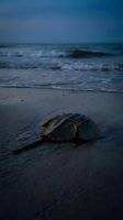Horseshoe crab on sandy beach at twilight with ocean waves in background, moody blue hour lighting creates atmospheric coastal scene for nature photography.