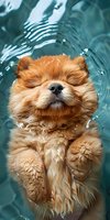 Adorable Pomeranian dog floating in turquoise water with closed eyes and relaxed expression, wet fluffy fur creating ripples during bath or swim time.
