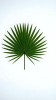 Single tropical palm leaf isolated on white background for botanical design projects and natural decor elements.