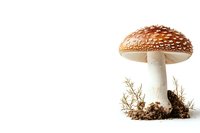 Spotted red mushroom amanita muscaria growing in soil with green moss isolated on white background, classic forest toadstool in natural environment.