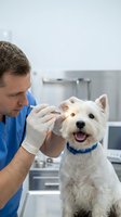 Male veterinarian in blue scrubs examining white terrier dog's ear with otoscope in clinical setting for diagnostic purposes.