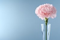Single pink carnation flower in clear glass vase against light blue background, minimalist floral composition with copy space for text or design.