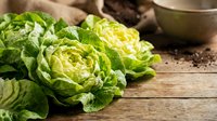 Fresh green lettuce heads on rustic wooden table with metal bowl, organic leafy vegetables for healthy cooking and salad preparation in kitchen setting.