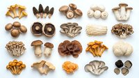 Assorted edible mushrooms including chanterelles, shiitake, button, oyster, and porcini varieties arranged on white background for culinary and food styling use.