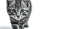 Adorable gray tabby kitten with green eyes walking forward on white background, isolated pet portrait for design projects and marketing materials.