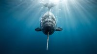 Narwhal swimming underwater with sunlight rays piercing through deep blue ocean water creating dramatic marine wildlife scene for nature documentaries.