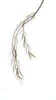 Weeping willow branch with delicate green leaves isolated on white background for botanical design and nature projects.