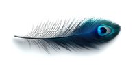 Elegant peacock feather with vibrant blue and green eye spot isolated on white background, delicate black barbs creating graceful curves and natural texture.
