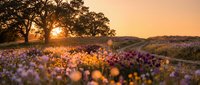 Sunset golden hour illuminates vibrant wildflower meadow with majestic oak tree creating peaceful countryside landscape for nature and travel content.