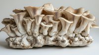 Fresh oyster mushrooms growing in cluster on white substrate, showing delicate gills and layered formation against neutral background, suitable for culinary and nature concepts.