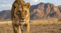 Majestic lioness walking across African savanna landscape with dramatic mountain backdrop during golden hour sunset creating warm natural lighting.