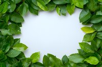 Fresh green leaves arranged in frame border on white background, natural foliage layout with copy space for text or design elements, isolated botanical composition.