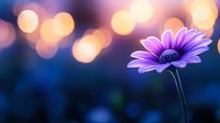 Purple daisy flower with soft bokeh lights background creating dreamy atmosphere for romantic designs and spring decorations.