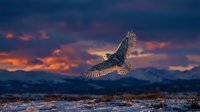 Majestic owl soaring over snowy mountain landscape during dramatic sunset with vibrant orange and purple clouds in winter wilderness scene.
