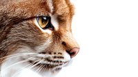 Closeup of tabby cat face with striking amber eyes and white whiskers against isolated white background, suitable for pet care, veterinary, and animal design projects.
