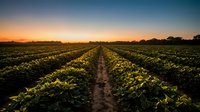 Rows of soybean plants stretch across agricultural field at golden hour sunrise, showcasing crop growth and farming landscape for agricultural industry use.
