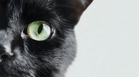 Close-up of striking green cat eye with detailed iris and pupil surrounded by black fur for pet photography and animal portrait designs.