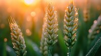 Golden wheat ears in morning sunlight with bokeh effect and dew drops on stalks, agricultural field at sunrise creates dreamy natural backdrop for harvest season.