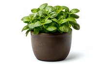 Fresh basil plant with vibrant green leaves growing in brown ceramic pot against white background, isolated for easy integration into culinary and gardening designs.