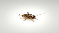 Isolated brown cricket or grasshopper with long antennae on white background, suitable for educational materials, pest control designs, and nature illustrations.