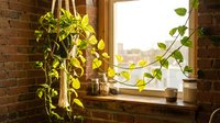 Pothos houseplant with trailing green vines on wooden windowsill in bright sunlight against exposed brick wall creating cozy indoor garden atmosphere.
