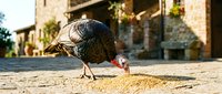 Young wild turkey foraging on ground in front of rustic stone building, pecking at seeds and grain during daytime outdoor scene.