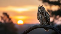 Majestic eagle owl perched on branch during golden hour sunset with warm orange sky background. Wildlife photography capturing nature's beauty at dusk.