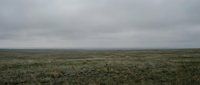 Vast open grassland prairie under overcast cloudy sky creating moody atmospheric landscape for nature and environmental projects.