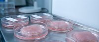 Laboratory cell culture dishes with pink growth medium in sterile research environment for scientific experiments and biotechnology studies.