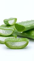 Fresh aloe vera slices and whole stems with water droplets on white background, isolated for skincare, cosmetics, wellness and natural beauty product design use.