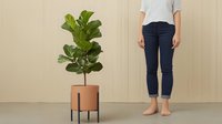 Young fiddle leaf fig plant in terracotta pot with modern black metal stand against beige wall, barefoot person in jeans and striped shirt for scale.