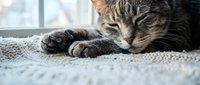 Adorable tabby cat sleeping peacefully on soft textured blanket near window with natural light creating cozy domestic atmosphere for pet care content.
