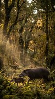Wild pig foraging in enchanted forest with golden sunlight filtering through dense canopy creating magical woodland atmosphere for nature photography.