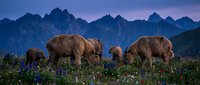 Herd of brown cows grazing in wildflower meadow at twilight with dramatic mountain peaks in background during golden hour pastoral scene.