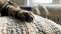 Cat paw resting on cozy knitted blanket in sunlit living room. Domestic pet relaxation and comfort at home with soft textures and warm natural lighting.