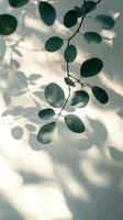 Delicate eucalyptus leaves casting soft shadows on light wall, creating natural abstract pattern in morning sunlight. Minimalist botanical composition for wellness design.
