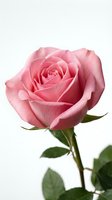 Pink rose bloom with layered petals and green stem isolated on white background, suitable for floral designs, wedding graphics, greeting cards, and botanical illustrations.