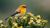 Vibrant yellow Bullock's oriole perched on flowering bush with blurred green background, showcasing bright plumage and natural habitat.