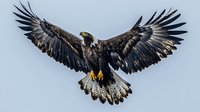 Majestic eagle with spread wings soaring against blue sky background, displaying detailed feathers and powerful hunting posture in dramatic flight position.