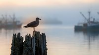 Seagull perched on weathered wooden post at misty harbor during golden hour sunrise with fishing boats in soft focus background creating peaceful coastal scene.