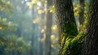 Moss-covered tree trunk in sunlit forest with golden bokeh light filtering through autumn foliage creating peaceful natural atmosphere.