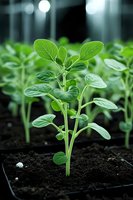 Young green seedling growing in fertile soil, close-up view showing detailed leaf structure and stem development in greenhouse environment with bokeh lights.