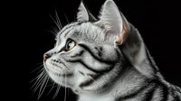 Silver tabby cat with striking yellow eyes in profile view against dark background, dramatic lighting highlights whiskers and facial features. Elegant feline portrait.