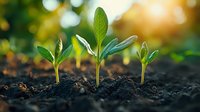 Young green seedlings emerging from dark fertile soil with warm sunlight and bokeh background representing growth, agriculture and new life concepts.